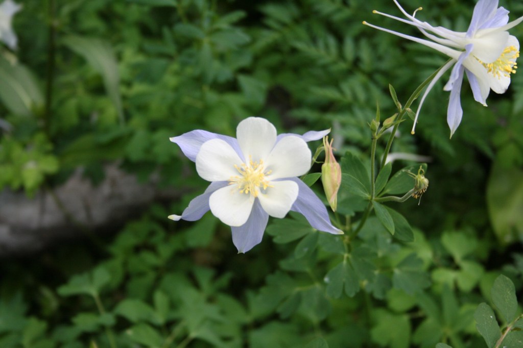 aquilegia  (a-kwə-lē-jē-ə)