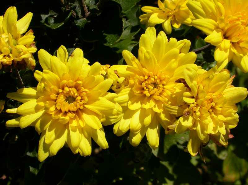 Chrysanthemum (kri-sant-thə-məm)