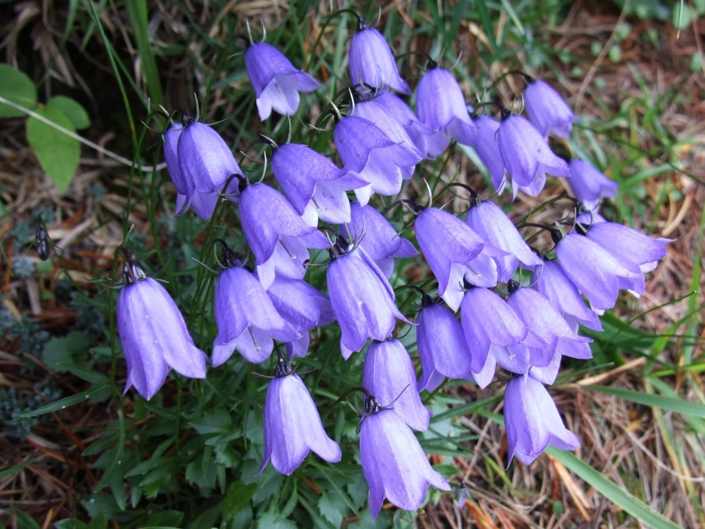campanula (kam-pan-yə-lə)