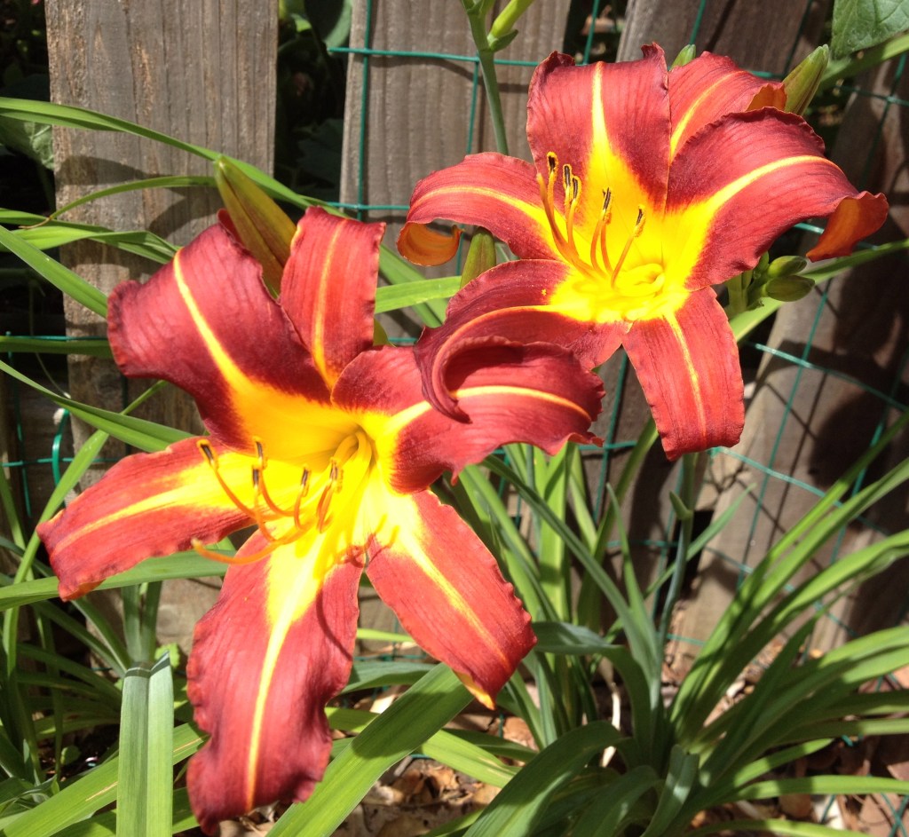 hemerocallis (hemər-ō-kalə̇s)