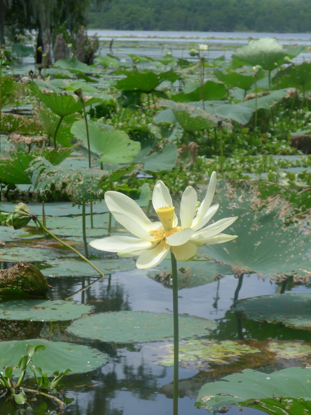 hydrophyte  (hī-drə-fīt)