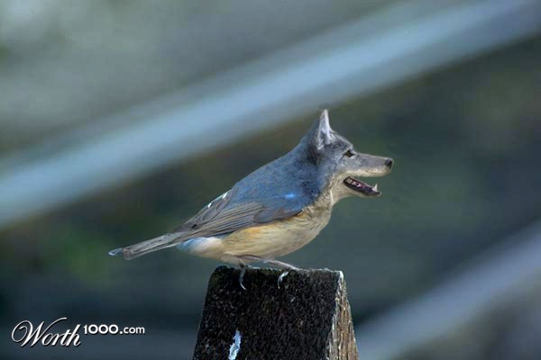 Name That Animal: Challenge&nbsp;#1