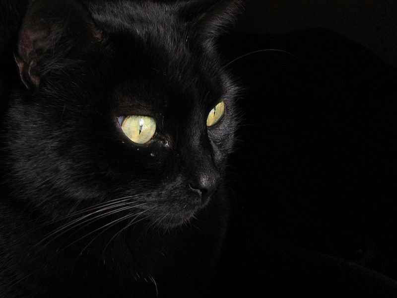 ailurophobia (ī-ˌlu̇r-ə-ˈfō-bē-ə)