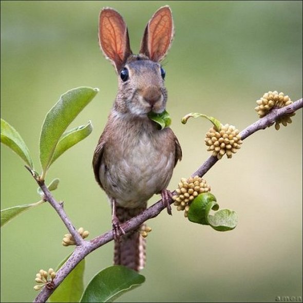Name That Animal: Challenge&nbsp;#6