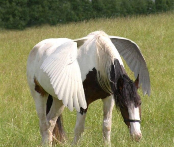 Name That Animal: Challenge&nbsp;#5