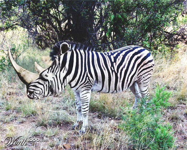 zebraworth10000