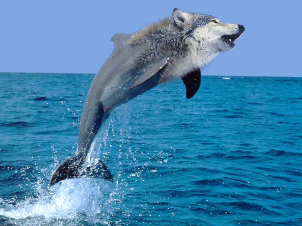 Name That Animal: Challenge&nbsp;#8