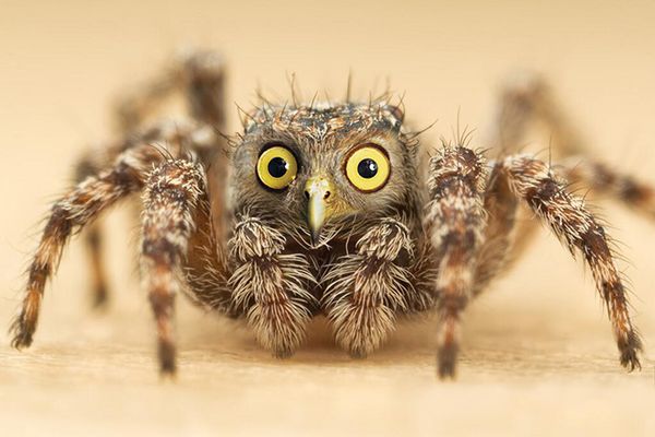Name That Animal: Challenge #7 (Halloween&nbsp;Edition)