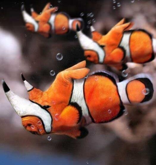 Name That Animal: Challenge&nbsp;#9