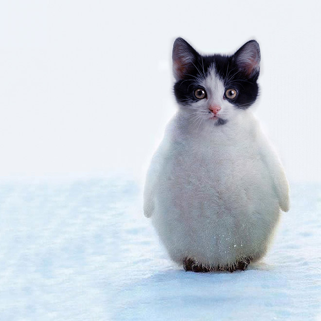 Name That Animal: Challenge #10