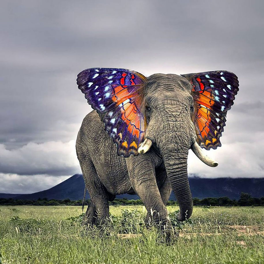 Name That Animal: Challenge&nbsp;#11
